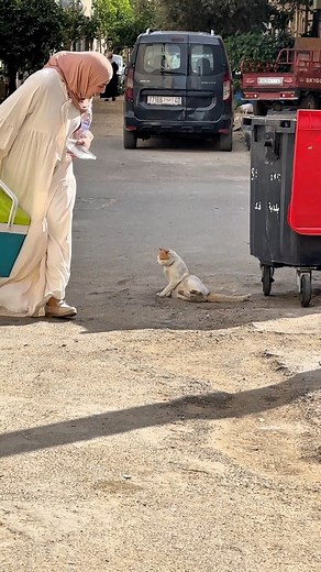 14M views · 629K reactions | I will make stray cats wait for me everywhere #cat #straycat #kitten #rescuedcat #catfood #catrescue | Feeding Street Cats | Facebook