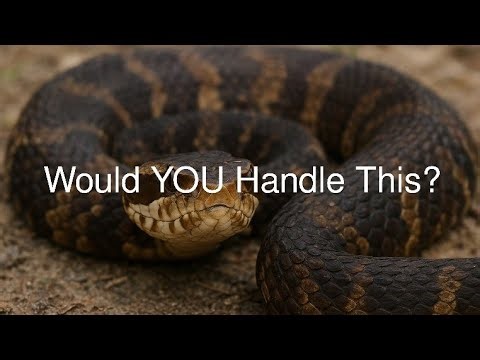 Cottonmouth Snake Handling | Rare Close-Up