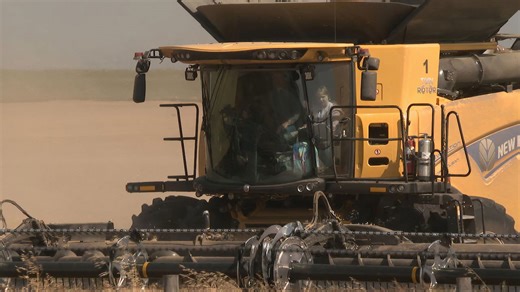 Late summer heat wave brings high harvest yields in Alberta