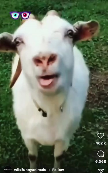 #حياة حيوان ... خاروف يقول ياجكركن