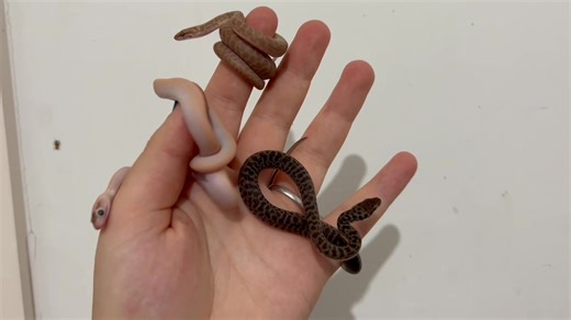 The Cutest little Baby Children’s Pythons have Just Arrived. Marbled, T & Wild Type Available Basic License Required Call, Pm, Email or Visit the store for more information. 2/2 Shaft Court, Hoppers Crossing VIC 3029 Ph : 03 8360 8887 Monday to Friday - 10am to 5.30pm Saturday - 9:30am to 5pm Sunday – 10am to 4.30pm Wildlife Dealer’s Licence: 14934108DX Other Locations Shop 58/1880 Ferntree Gully Road, Ferntree Gully VIC 3156 Ph : 03 9989 3350 Wildlife Dealer’s Licence: 14927438DX 57 Alkira Ave,