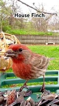 House Finch