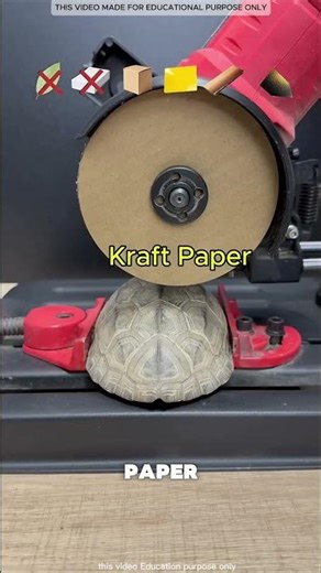 Turtle Shell Strength 🐢💪