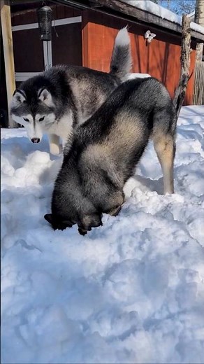 Husky Digging Frenzy Snow, Shenanigans, and Furry Fun!