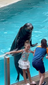 828K views · 25K reactions | California sea lion #sealions #animals | Buckyツ | Facebook