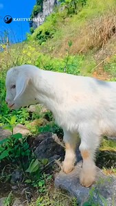 Cute Baby Goat Sounds 😍❤️🐐 ... #villagelife #animals #naturallife #animallife #saanen nature viral | kayitvehayat