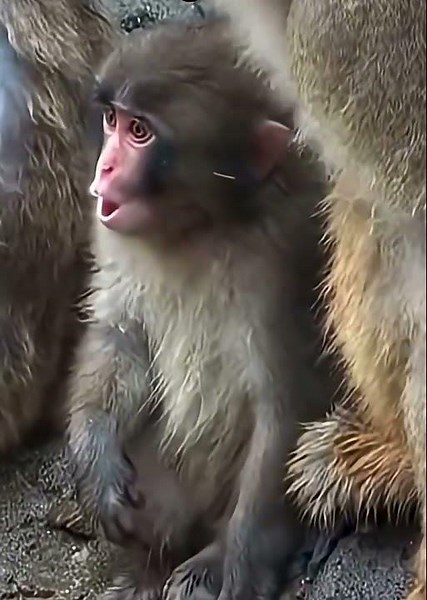 Life at Ichikawa City Zoo: Watching Punch-kun Grow Up #punchthemonkey #japan #shortsfeed