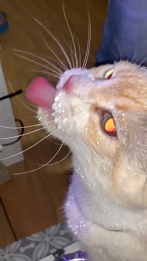 More of her drinking water #catsoftiktok #stayinghydrated
