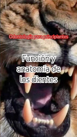 Odontología para principiantes |Función y anatomía de los dientes #primerañoodontología #odonto