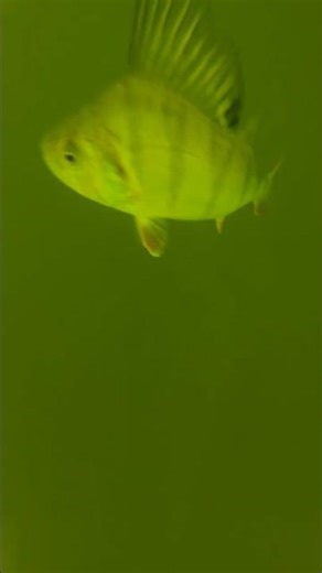 Small perch are the most aggressive 🙄 #perch #fishing #underwater