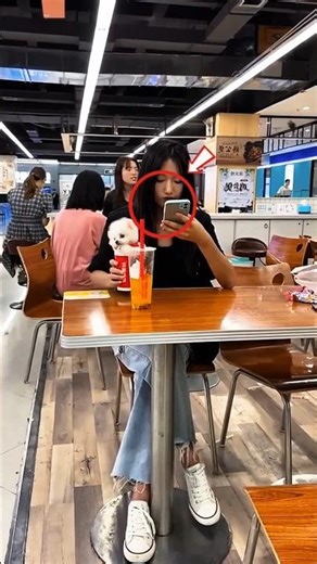 Pomeranian Puppy Entertainment 🥰 #shorts