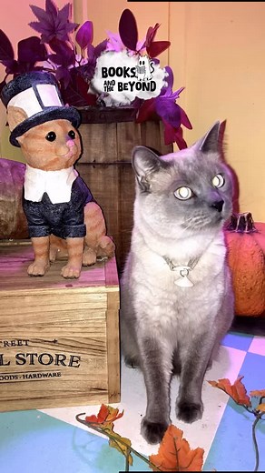 501 reactions · 20 shares | Turkey Terror Tuesday with @books_bigelow #cat #catlovers #booksthecat #cats_of_instagram #funnycatmeme #catscatscats #catscatscats | Books the cat | Facebook