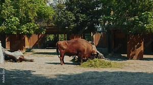 Bison at the zoo. A huge brown buffalo is eating freshly cut grass. Aurochs. The steppe bull lives in captivity. Cattle.
