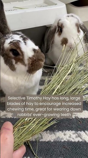 Top 3 Food Choices and Diets for your Rabbit | Ideal Rabbit Diet | Importance of Hay for Rabbits pt1