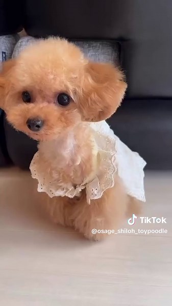 今日は好評だった子犬期のシャイロ、ムービーバージョン芸の取得 編です🥰🧸 . 📣🧸インスタでもシャイロの日常投稿してます❣️ フォロー、応援よろしくお願いします🧸🧡 #トイプー#三つ編みトイプードル#シャイロ#愛犬#モデル犬#子犬#犬の成長#癒しのペット#ティーカッププードル#ビフォーアフター#cutie#poodle#puppy#癒し#わんこ#犬のいる暮らし #Canva