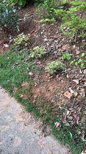 2.9K views · 1K reactions | My favorite way to garden: the easy way....