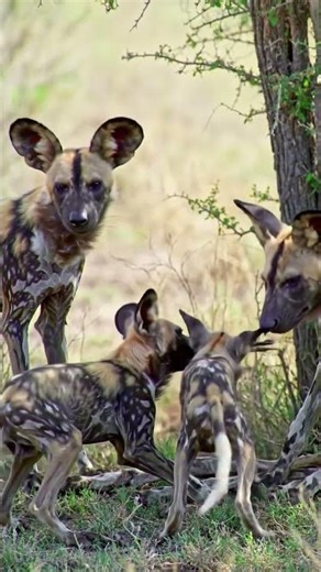 African Wild Dogs in the Savanna Plains of Botswana
