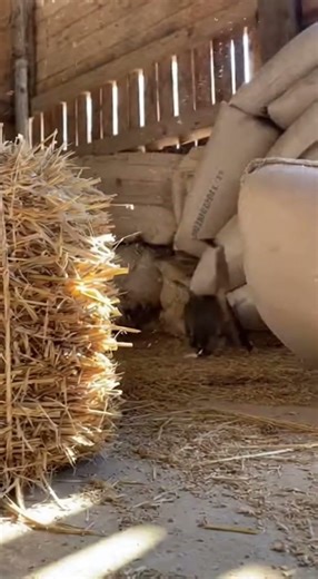 Barn Cat’s Epic Mouse Chase Goes Hilariously Wrong #animalshorts #animals #wildlifeentertainment