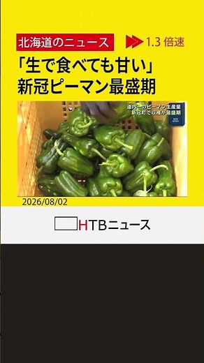 「生で食べられるほど甘い」 北海道内一の生産地でピーマン収穫が最盛期 馬由来の堆肥で栽培 新冠町
