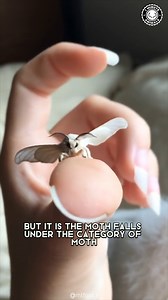 30K views · 810 reactions | Poodle Moth 曆 Unique Animal You Have...