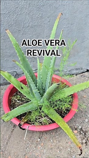 How to Revive Dying Aloe Vera Plants