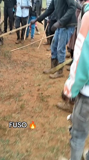 #musambwa #isukuti #culturecheck #bullfighting #culture #luhyanation #bullfighting #culture #luhyanation #culture #luhyanation @@SINZORE3 @PRINCE KAKAMEGA @❤️DOREEN❤️