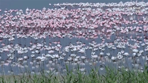 Until the last half-decade, the majestic lesser flamingo had four African breeding sites: a salt pan each in Botswana and Namibia, a soda lake in Tanzania, and an artificial dam outside South Africa's Kimberley. Now it only has three https://reut.rs/43sv555 | Reuters