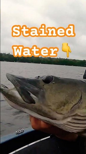 Musky ATTACKS in SUPER DARK Water! 😱 (N. Wisconsin) #fishing #musky #muskyfishing #muskie #esox