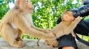 455K views · 10K reactions | So Bravely Baby Saro Try To Catch Camera To Take His Photo By His Self Lol | Pigtail Monkey Daily | Facebook