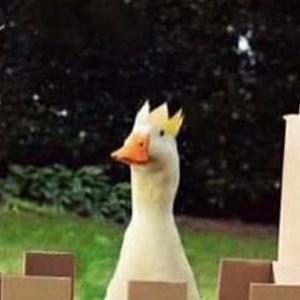 HOLY_DUCK_KING - Twitch