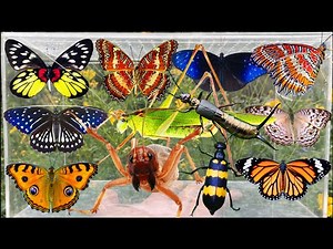 Catching Amazing Insects in the Garden: Butterflies, Rare Crickets, Blister Beetles & Ladybugs