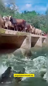 2.2M views · 4.3K reactions | What a lost 藍藍藍藍藍 #everyonehighlights #world #goviral #trends #cows #Aboki | Ugochukwu Kenneth Arji | Facebook