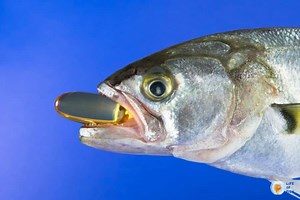 What Is Fish Antibiotics (And Best Fish Antibiotics)
