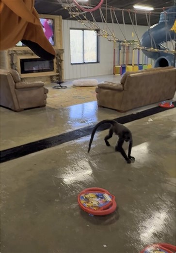 Monkey Bear and Bunny's Latest Adventures on TikTok