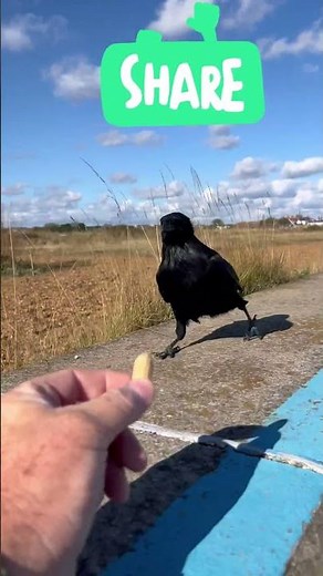 Mastering the Art of Crow Training! 🐦✨ #crowfriends #birds #crowtraining #clevercrow