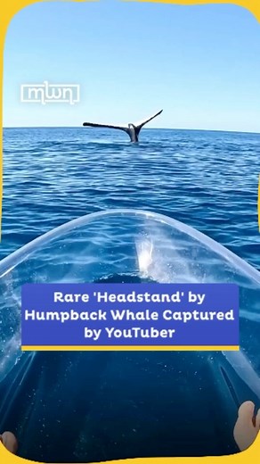 Australian YouTuber Brodie Moss has just captured a rare sight of a humpback whale performing a ‘headstand’ in the middle of the ocean. In the video, Moss’s transparent kayak glides beside the massive tail fin of the whale protruding from the water’s surface. The footage also showcases the whale’s underwater headstand and its nearby offspring, with experts suggesting this behavior might be related to resting and temperature regulation. #humpbackwhale #headstand #moroccoworldnews #mwn | Morocco W