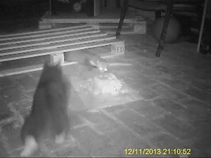 Katze greift Marder an