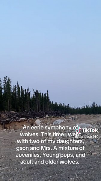 Eerie Symphony of Wolves: Howling in the Wild