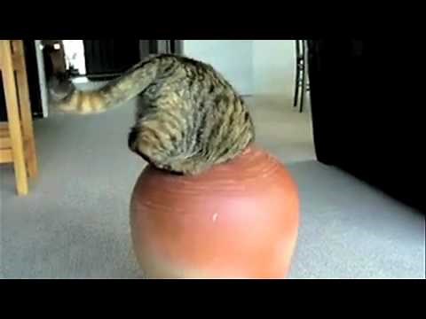 Supercats: Episode 2 — Moar Hilarious Cat Videos!