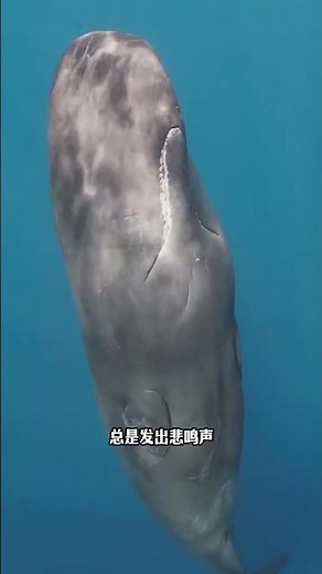 鯨魚的聲音，為什麼總是悲鳴 #動物科普 #鯨魚