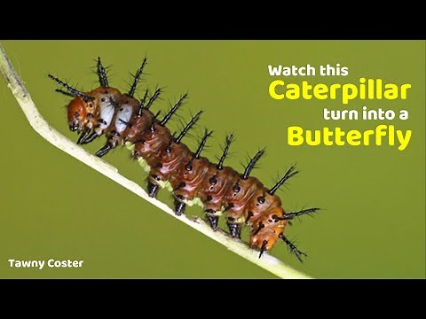 Watch this Caterpillar turn into a Butterfly - Tawny Coster - Metamorphosis