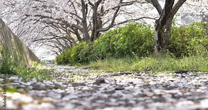 桜の花びらが少し散っている様子をローアングルで撮影