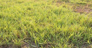 Dealing with Bermuda grass, tree issues