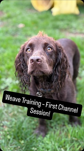 Weave Training – The Journey Begins 🐾 Ruma is coming up 14 months now, so I have just started her weave training! We’ve just done 1 session running through a set of open channels! Excited to share her progress as we work through each stage and see her understanding grow! ✨ #AgilityTraining #WeaveTraining #YoungDogJourney #DogAgilityProgress #WorkingCockerSpaniel #AgilityLife #CCAgility | CC Agility