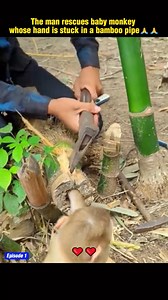 12K views · 189 reactions | Witness a truly heroic act! A compassionate individual bravely rescues a tiny baby monkey whose hand was tragically stuck in a bamboo pipe. See the heartwarming moment of freedom and relief for this precious little animal. | We Love All Pitpulls | Facebook
