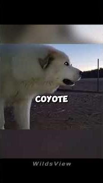 The little dog who witnessed his mother's death #shorts