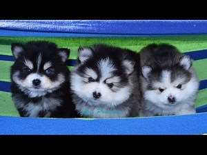 Miniature Pomskies