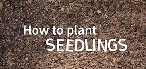Learn how to plant seedlings successfully! #seedlings #plants #lifeisagarden | Life is a Garden