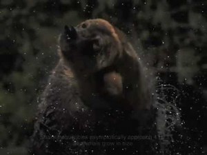 Scientists Reveal How Fast Dogs Must Shake To Dry Their Fur