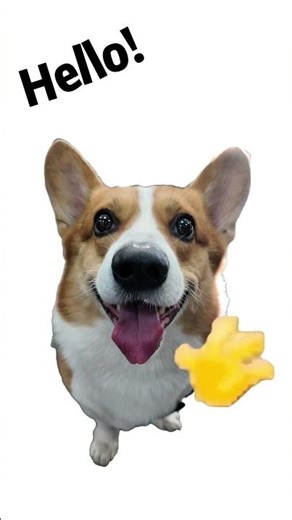 Loki Says Hello 👋 Have the Best Day Ever!